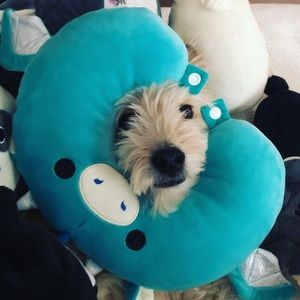 Meet your Posher, Heidi